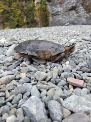 Actinemys marmorata marmorata