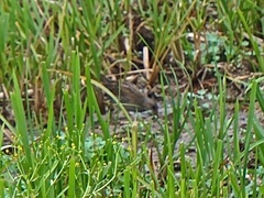 Porzana porzana