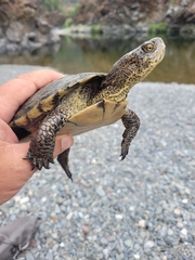 Actinemys marmorata marmorata