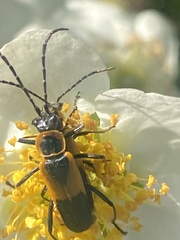 Chauliognathus deceptus