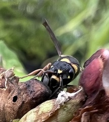 Parancistrocerus fulvipes