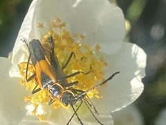 Chauliognathus deceptus