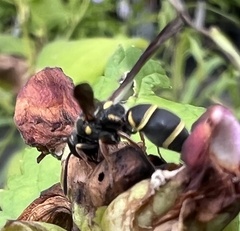 Parancistrocerus fulvipes