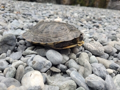 Actinemys marmorata marmorata