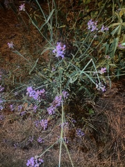 Verbena bonariensis