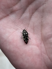 Acmaeodera disjuncta