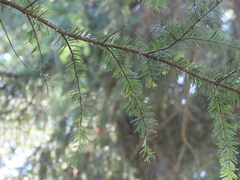 Pseudotsuga menziesii