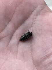 Acmaeodera disjuncta