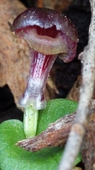 Corybas