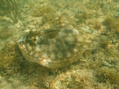 Urobatis jamaicensis