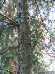 Pseudotsuga menziesii