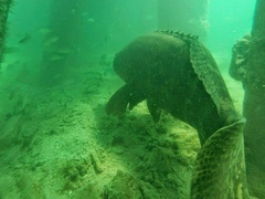 Epinephelus itajara