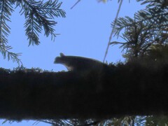 Sitta europaea