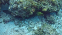 Gymnothorax funebris