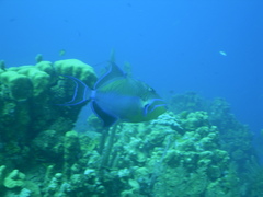 Balistes vetula