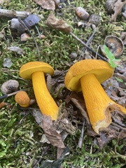 Aureoboletus auriflammeus