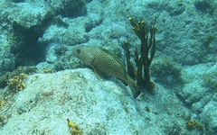 Epinephelus guttatus