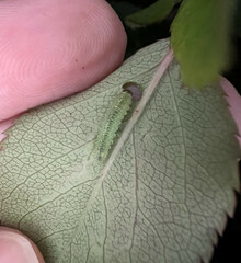 Cladius pectinicornis