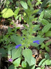 Salvia mexicana