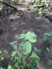 Achyranthes