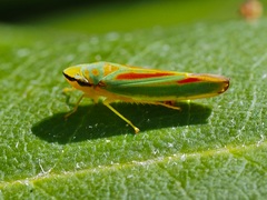 Graphocephala fennahi