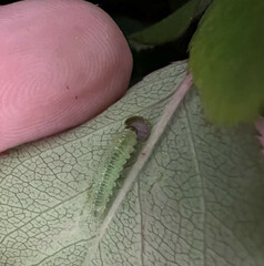 Cladius pectinicornis