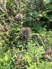Echinops bannaticus