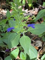 Salvia mexicana