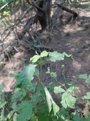 Achyranthes