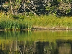 Ondatra zibethicus