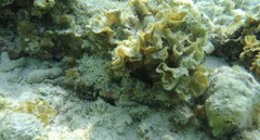 Scorpaena plumieri