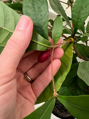 Synsepalum dulcificum