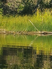 Ondatra zibethicus