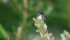 Megachile campanulae