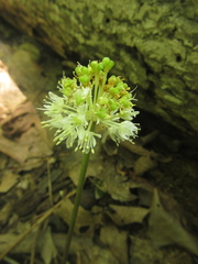 Allium tricoccum