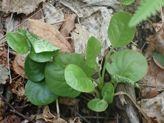 Pyrola
