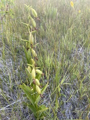 Epipactis gigantea