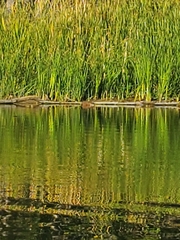 Ondatra zibethicus