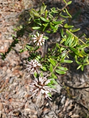 Grevillea phylicoides
