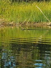 Ondatra zibethicus