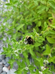 Bombus vosnesenskii