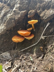 Omphalotus subilludens