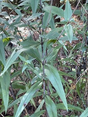 Helianthus laevigatus