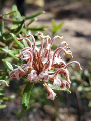 Grevillea phylicoides