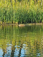Ondatra zibethicus