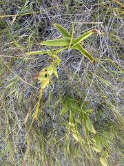 Epipactis gigantea