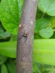 Coryphasia nigriventris