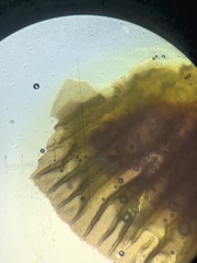 Pseudobaeospora
