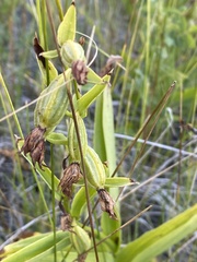 Epipactis gigantea