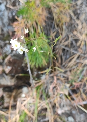 Dontostemon integrifolius
